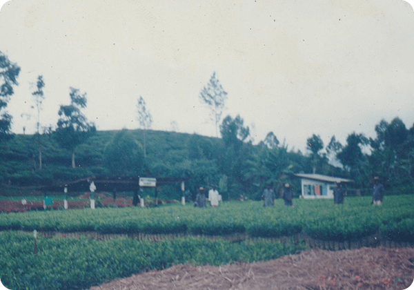 Tea Nursery - Mottingham Division - Brunswick estate -1998